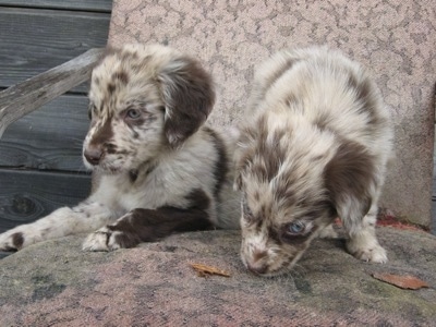 Two merle Aussie-Flat puppies are sitting together on a chair that is on a wooden porch.