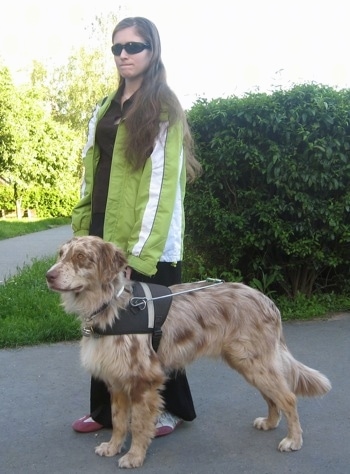 The left side of a red merle Aussie-Flat that is standing across a sidewalk and there is a lady in a brigh green jacket standing next to it.