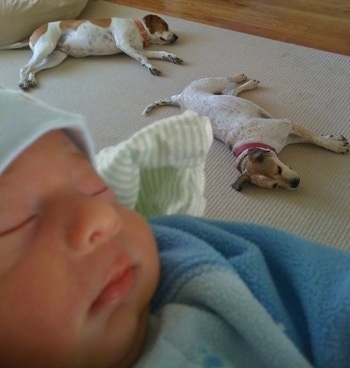 Two brown and white dogs are sleeping on a rug with a baby in the foreground.