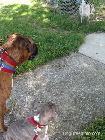 A brown brindle Boxer and a blue-nose Brindle Pit Bull Terrier puppy are standing on a sidewalk looking at a dog behind a chain link fence.