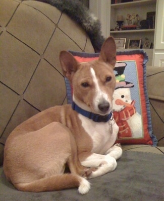 Zaley the Basenji laying on a couch