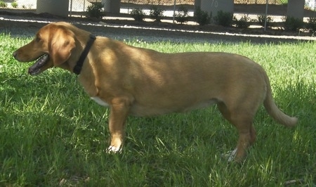 The left side of a tan with white Basset Retriever that is standing across grass, under a tree and it is wearing a black collar
