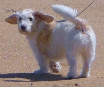 Daisy the Bassetoodle walking on sand