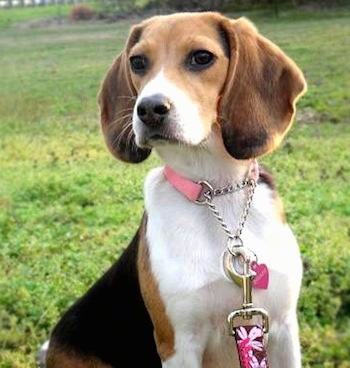 Baylee the Beagle sitting outside with a flowered leash on