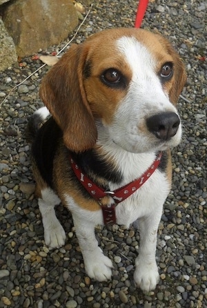 Koko the Beagle sitting on a gravel surface
