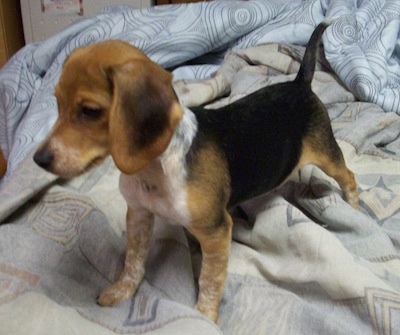 Chester the Beagle puppy standing on a bed