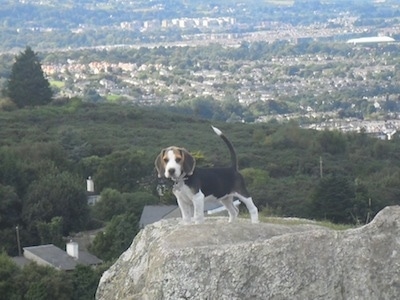 Koko the Beagle puppy standing on a rock with a town in the background