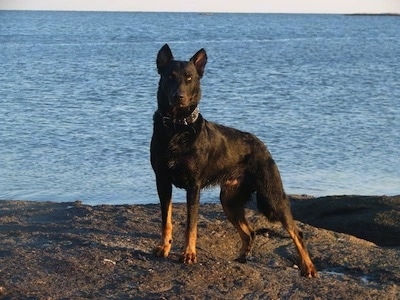 Haunter the Beauceron standing in front of a large body of water
