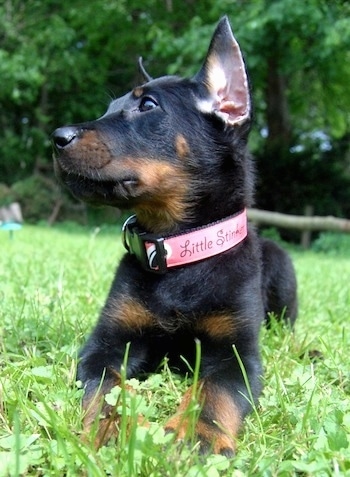 Ember the Beauceron laying in grass looking to the right and wearing a pink collar that says 'Little Stinker'