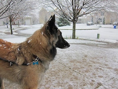 Chloe the Belgian Tervuren outside in a neighborhood getting snow on its fur