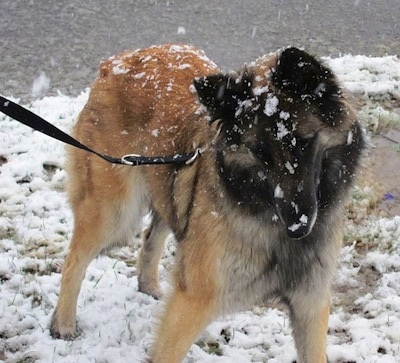 Chloe the Belgian Tervuren standing outside while big snowflakes fall on him
