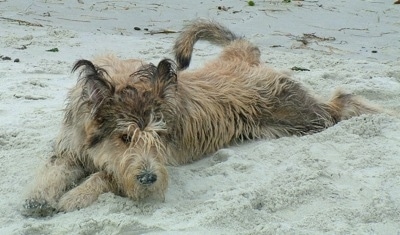Jett the Berger Picard laying in sand