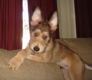 Jett the Berger Picard as a puppy laying at the top of the couch