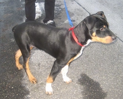 The front right side of a black with tan and white Bernese Rottie Puppy that is standing across a sidewalk and it is looking to the right.