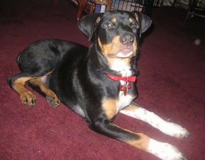 The front right side of a black with tan and white Bernese Rottie that is laying across a carpet, it is looking up and forward.