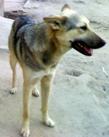 Close up front side view -  A black and tan Pakistani Shepherd Dog is standing on a sandy surface with holes dug in it and it is looking to the right. Its mouth is open and tongue is slightly out and its perk-ears are pinned back.