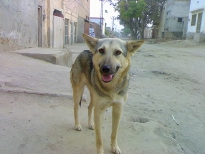 Front view - A black and tan Pakistani Shepherd Dog is standing in sand. It is looking forward, its mouth is open and tongue is out. There are buildings around it. Its perk ears are being held out to the sides.