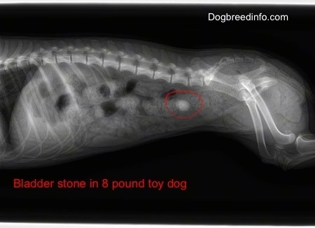 X-ray of a dog showing a bladder stone. The words 'Bladder Stone in 8 pound toy dog' and a red circle around the stone is overlayed