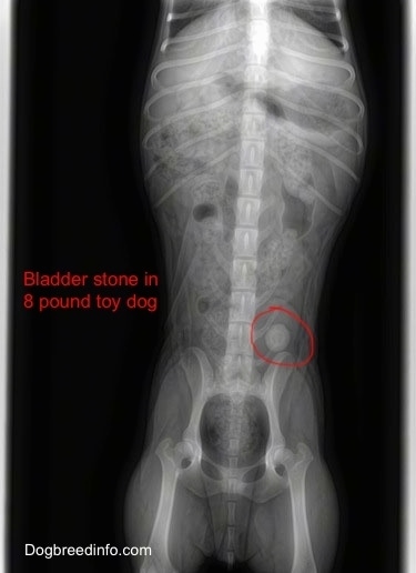 X-ray of Bladder Stone in a Toy dog. The words 'Bladder Stone in 8 pounds toy dog' with a red circle around the stone overlayed