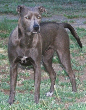 An American Blue Lacy is standing on grass and it is looking forward.