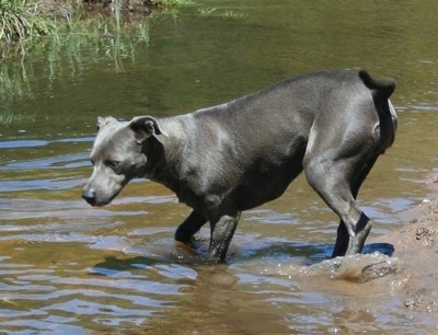 The left side of an American Blue Lacy that is taking a dip in a small body of water