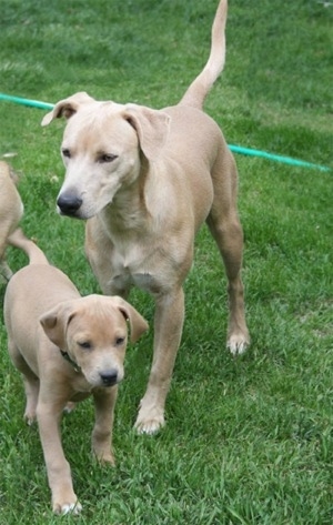 Three American Blue Lacy Puppies playing in a field, two puppies and one adult