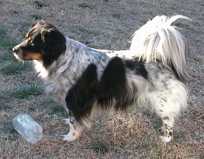 The left side of a white and black with tan Bodacion that is standing in grass, there is a plastic bottle in front of it and it is looking to the left.