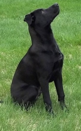 Brady the solid black Boglen Terrier sitting outside and looking up into the distance