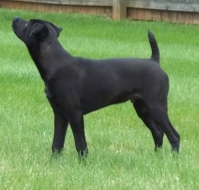 Brady the black Boglen Terrier standing in a grassy yard and looking into the distance with a fence in the background