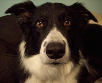Close Up - Billie the Border Collie's face
