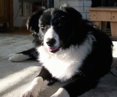 Boots the Border Collie laying on a carpetted area with its mouth open and a wooden bench in the background