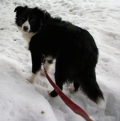 Boots the Border Collie walking around in snow and looking back at the camera holder