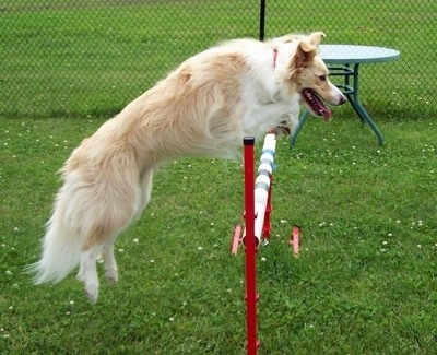 Cobain the Border Collie jumping over a dog agility bar with its mouth open and tongue out