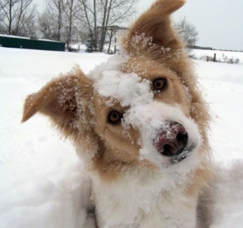 Cobain the Border Collie sitting in a pile of snow with snow on its face and its head tilted to the right