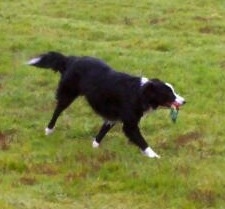 Lacey the Border Collie running in a yard with a rope toy in her mouth
