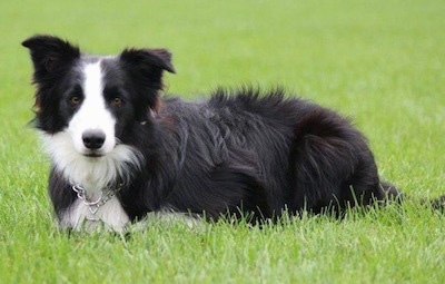 Close Up - Koda the Border Collie laying in a lawn