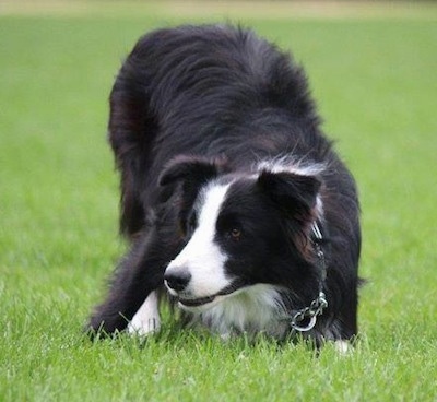 Koda the Border Collie Play bowing