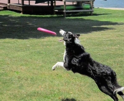 Action shot - Koda the Border Collie jumping in the air to catch a frisbee