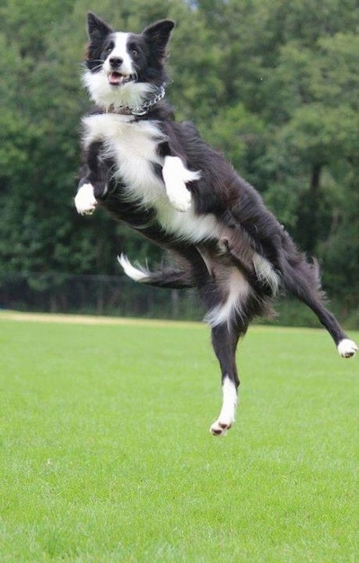 Action shot - Koda the Border Collie mid jump in the air with his mouth open