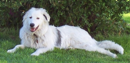 The left side of a white with a streak of black Border Collie Pyrenees is laying in grass, against a bush with its mouth open and it is looking forward.