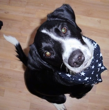 Topdown view of a black with white Border Springer that is sitting on a hardwood floor, it is wearing a bandana and it is looking up.