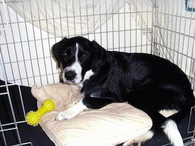 The left side of a black with white Border Springer that is laying inside of a dog crate, on a dog bed with a dog toy in front of it.