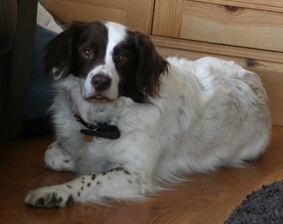 The front left side of a white with brown Border Springer that is laying on a floor, in front of a dresser and it is looking forward.