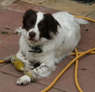 The front left side of a white with brown Border Springer that is laying on a concrete structure with a dog toy in front of it.