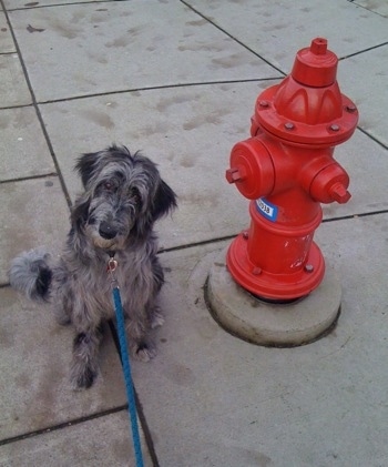 A black and white Bordoodle has its head tilted to the right and it is sitting next to a fire hydrant.