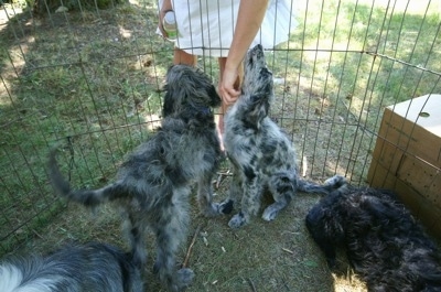 The back of a black and white Bordoodle puppy that is outside with its littermates sitting inside of an x-pen.