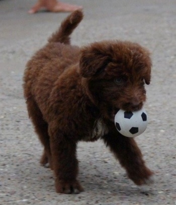 The front right side of a brown with white Bordoodle puppy that has a toy ball in its mouth.