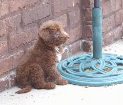 The right side of a brown with white Bordoodle puppy that is sitting against a wall, next to a table umbrella and it is looking to the right.