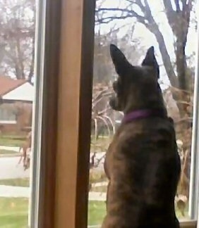 Roxie the Bospin looking out a window