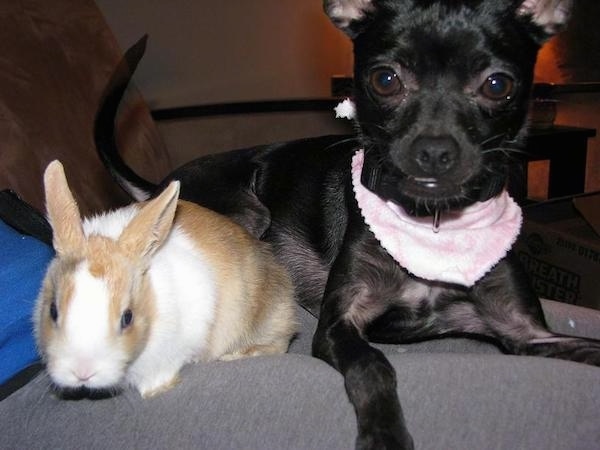A small black dog with big round brown eyes wearing a pink bandanna laying next to a tan and white rabbit.